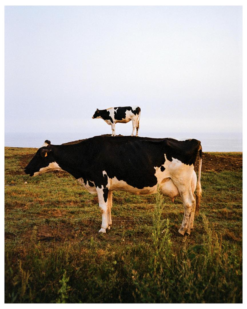 image 35842 by danreschounig