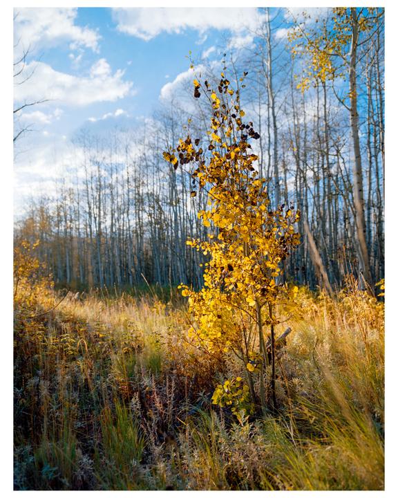 Which frame do you prefer? Fading Aspen Glow over Nederland, CO [Pentax 67, SMC Pentax 67 55mm f/4, Portra 800]