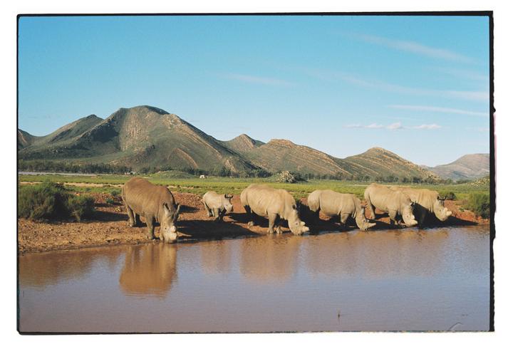 Rhinos in South Africa, ColorPlus 200, Canon AE-1 Program