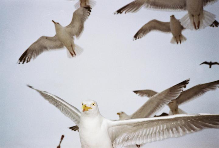 They told us to „watch out for the birds“ - Yashica T5, Kodak Gold