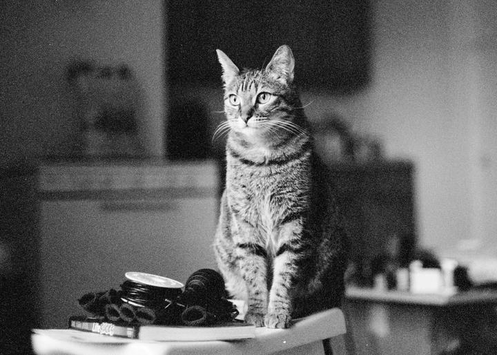 A tabby cat sits on a stool next to a spool of wire.