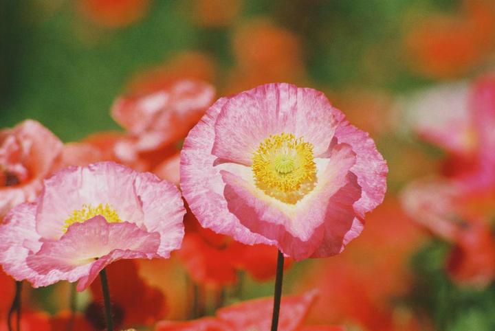 Iceland Poppy/Oly OM-4/Vivitar S1 70-210/Kodak Ultramax
