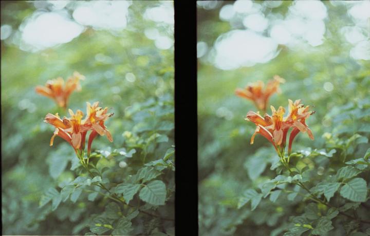 Diptych [Olympus Pen FT/ 38mm 1.8 / Kodak gold 200]