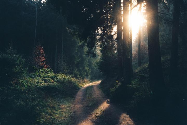 Morning Sun in our local Forest Nikon F100 /24120f4 /Kodak Gold 200