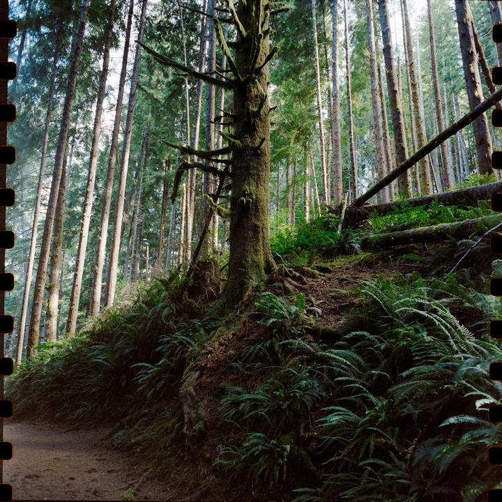 Drift Creek Falls Trail, Oregon Coast. [Mamiya C220, 55mm 4.5, Vision 3 500T]