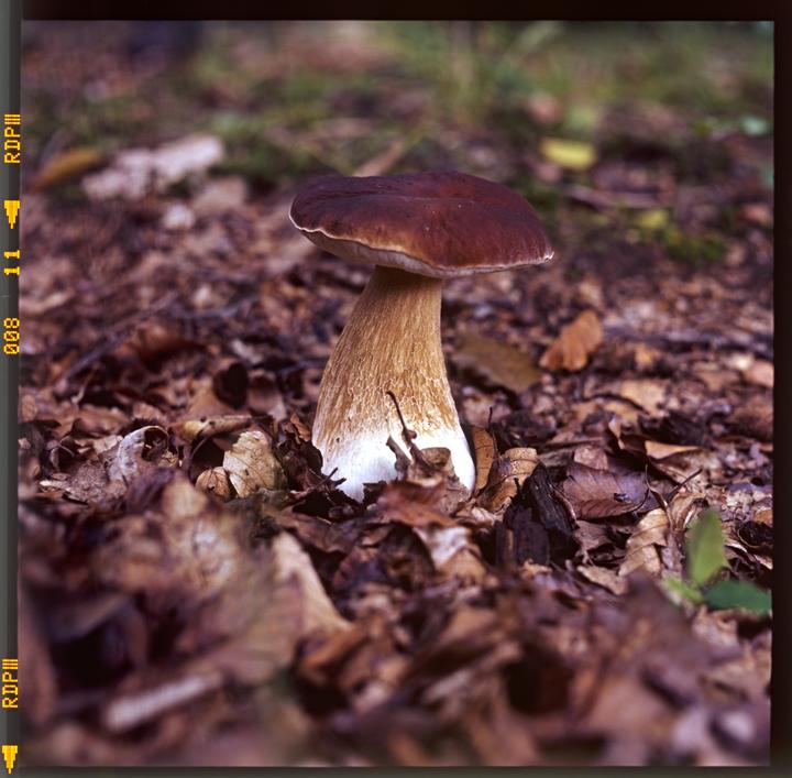 Kingbolete, Mamiya C330, Mamiya sekor, 1:2.8, 80mm, Fuji Provia