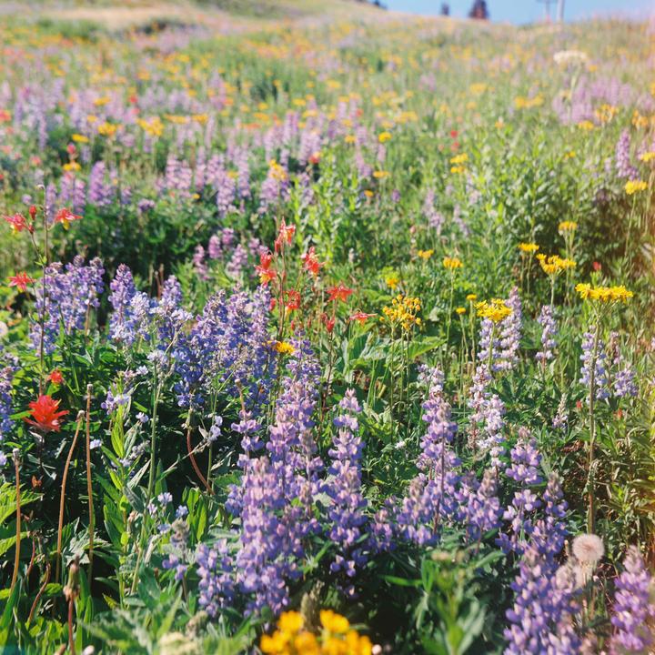 Sun Peaks wildflowers [Zeiss Ikon Ikoflex IIa late model, Ektar 100]