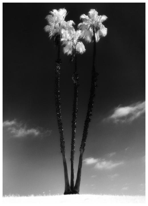 Three palm trees with bright fronds stand against a dark sky with some clouds.