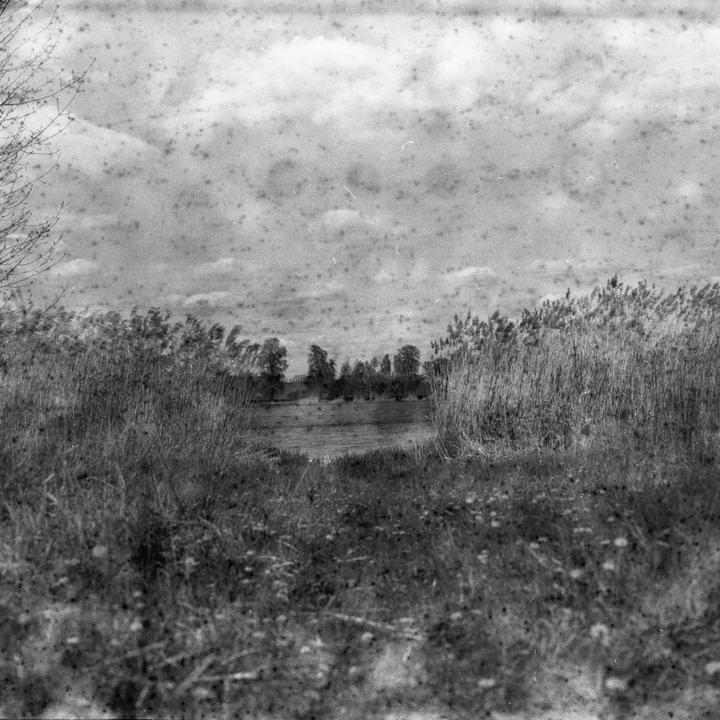 A body of water is visible through tall grass and reeds under a cloudy sky.