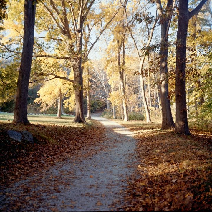 A path covered in autumn leaves winds through a forest with tall trees.
