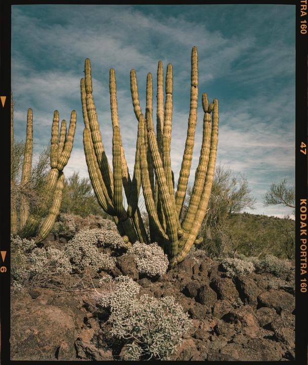American Desert // Mamiya 7ii 80MM // Kodak Portra 160