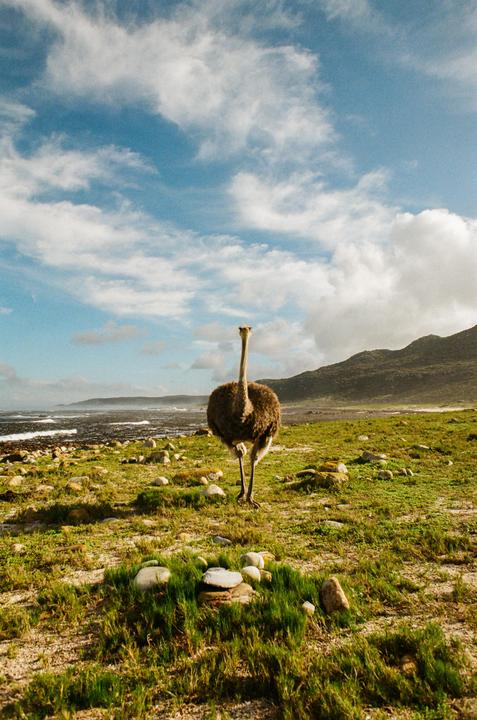 good hope cape [Minolta x700, kodak portra 160, rokkor 24mm]