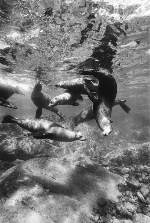 Visited a sea lion colony in MX, had a blast watching the babies dart in and out of the caves. Couldn’t stop laughing over the sounds they make. Nikonos v tmax100.