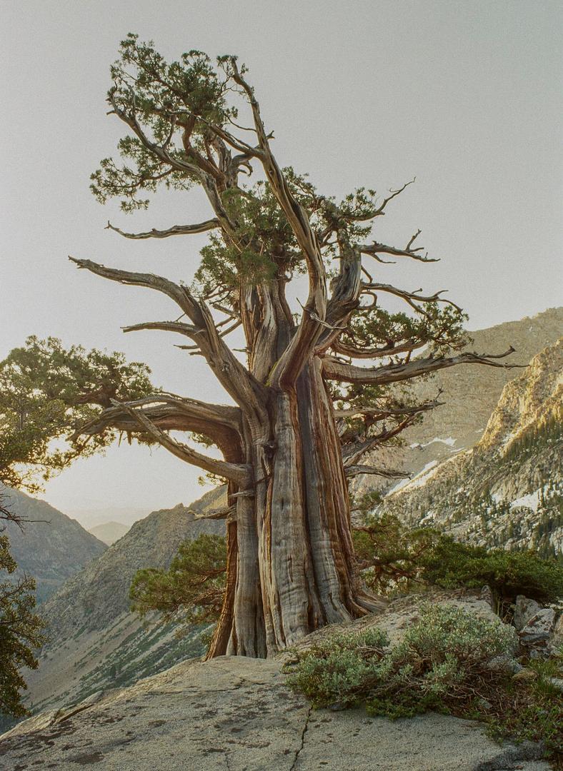 Miscellaneous from Yosemite [ Nikon FE / Nikon F4 / Minolta Autocord, various old Nikon lenses, various filmstocks], shot on nikon fe