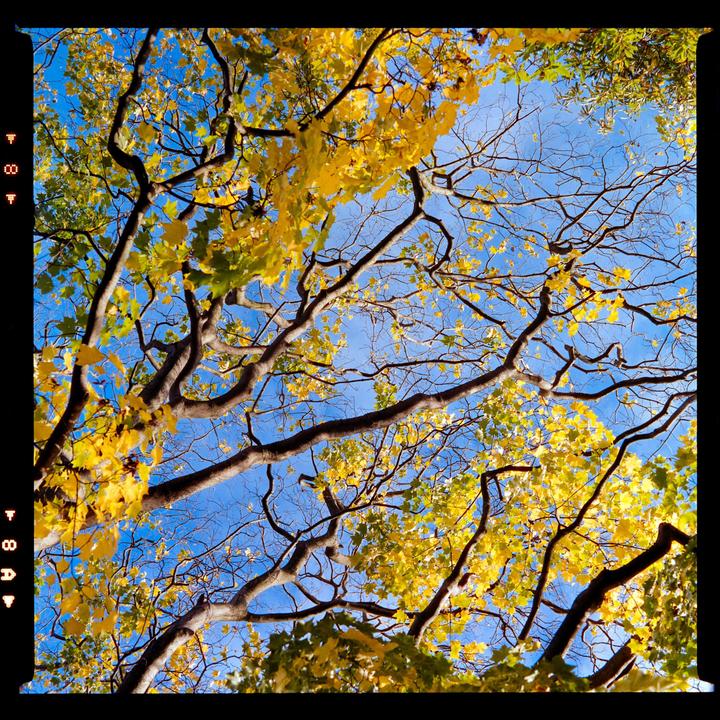 Opticolor 200 / Bronica SQ-A 80mm f2.8 /Bellini C41 kit 38°C
