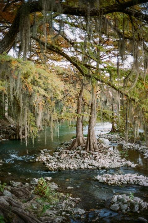 Cypress trees with Spanish moss grow in and around a rocky river.