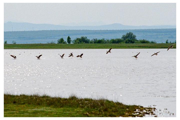 Time Lapse of a Goose Landing [Nikon F100, Portra/UltraMax 400]