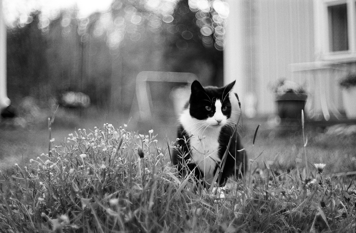Kitty in the grass - Cosina CSM, 50mm f1.7, Ilford Delta 100