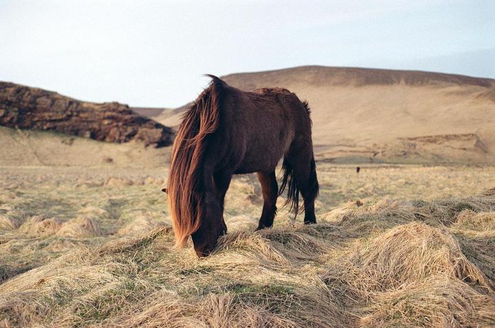 Grazing in Iceland [Nikon EM, 50mm f1.8, Kodak Gold 200]