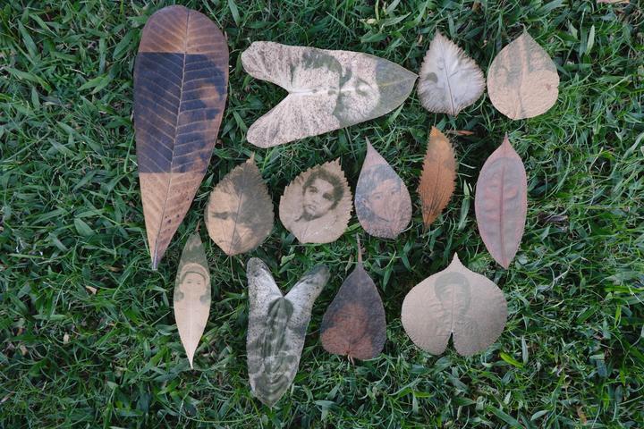 Chlorophyll prints