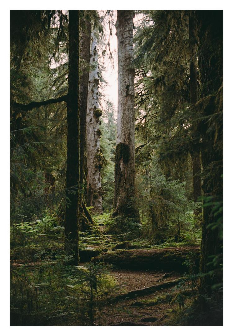 [Nikon F, 35mm f/2 & 50mm f/1.4, various stocks] Olympic National Park, shot on nikon f with kodak portra 400