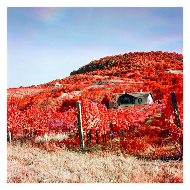 Infrared trichromes [Hasselblad 500CM | 50mm f/4 & 80mm f/2.8 | Rollei Infrared 400]