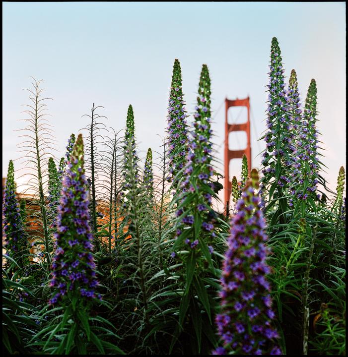 San Francisco | Rolleiflex 2.8f + Portra 400