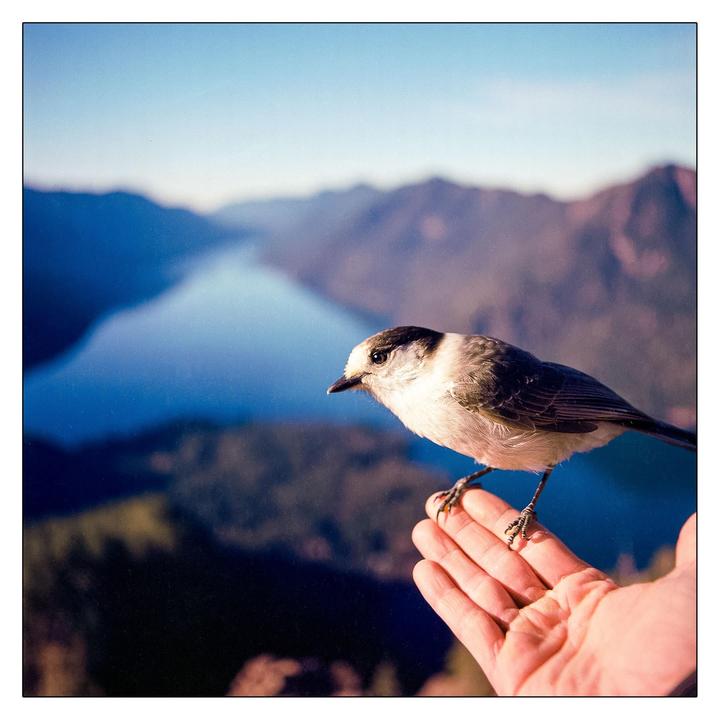 A bird in the hand is worth one on the beach... or however the saying goes. [Hasselblad 500C/M | Kodak Ektar 100 | 50mm, 250mm]