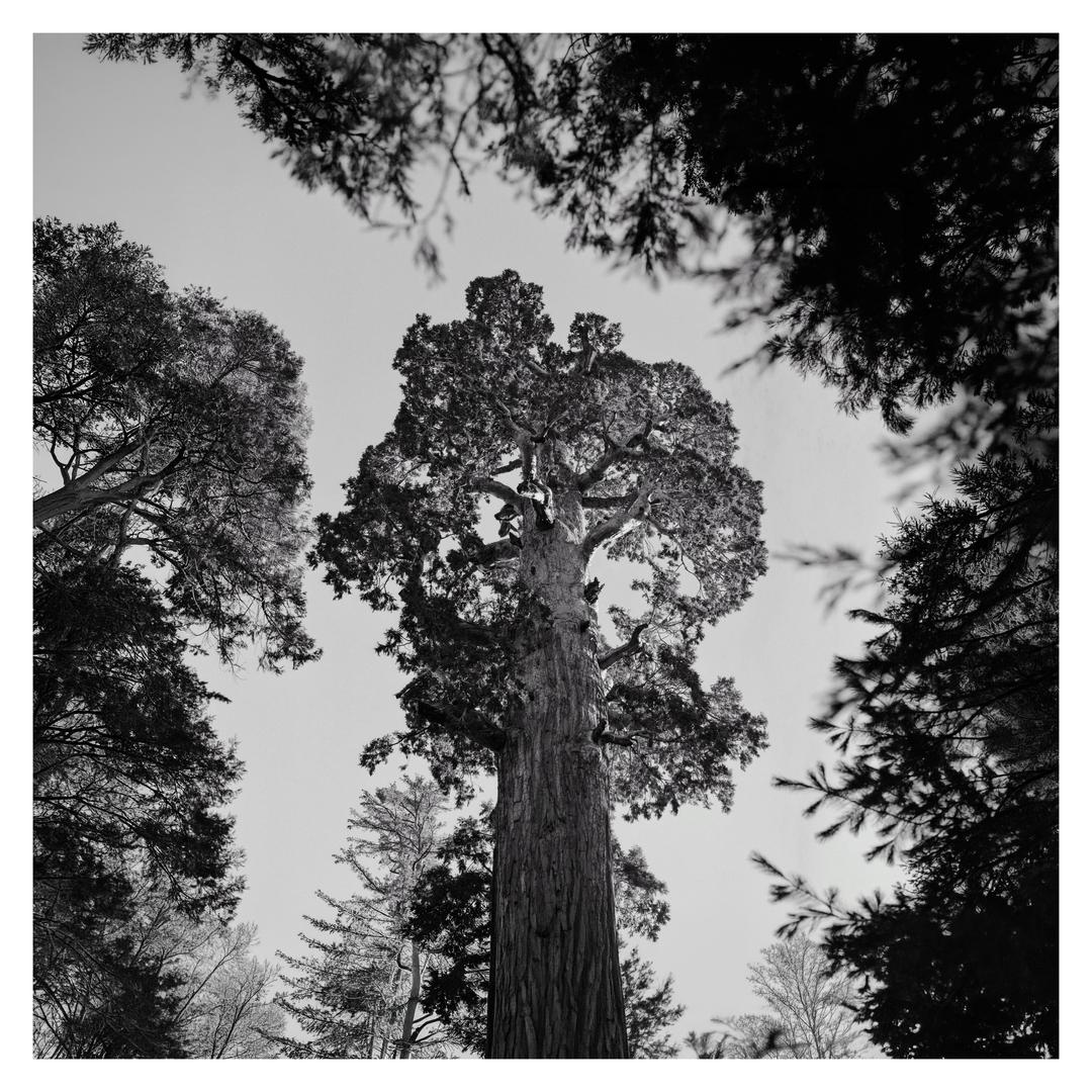 Giant Sequoia [Hasselblad 500cm, Zeiss 50 f/2.8, Ilford XP2], shot on hasselblad 500c/m with ilford xp2 super