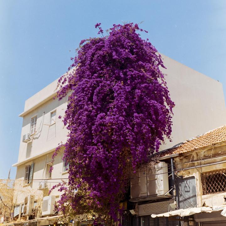 Purple Day [Rolleiflex 3.5f | Fuji Reala 100]