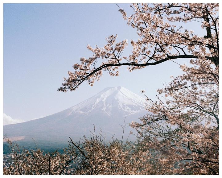 Mt. Fuji under the cherry blossoms.