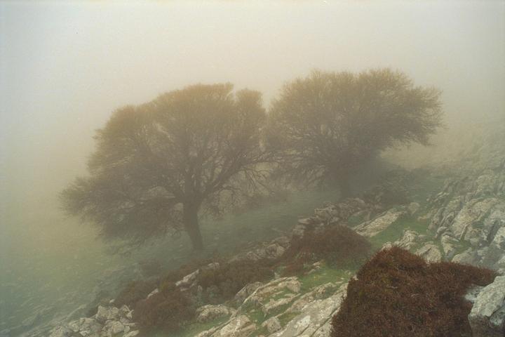 Dream Scenario | Olympus OM-4 | 28mm f/2.8 | Silbersalz 250D