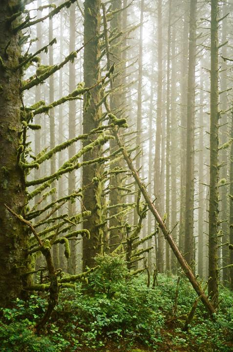 A Forest on the Coast | Portra 400 | Canon 1V | 50mm