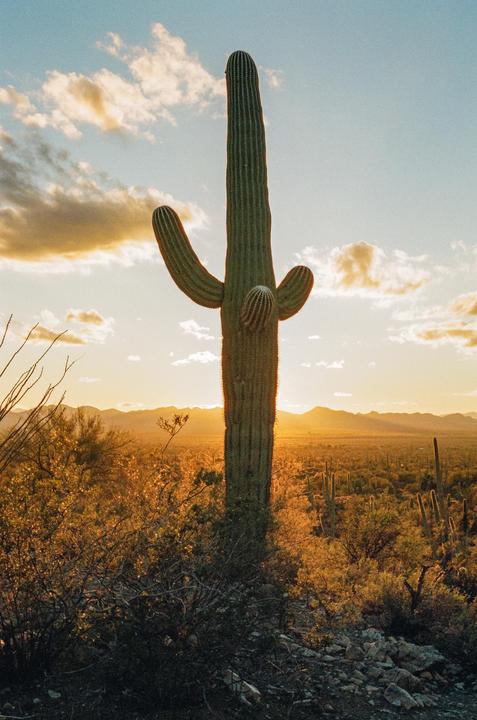 Saguaro Sunset | Canon F-1n | Fd 50mm F1.8 | Portra 800
