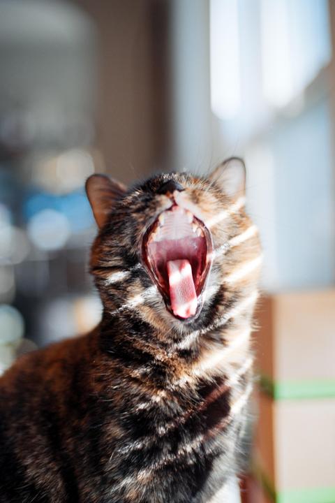 My cat enjoying a brief glimpse of winter sun - Nikon FE2, Nikkor 50mm f/1.4, Ektar 100