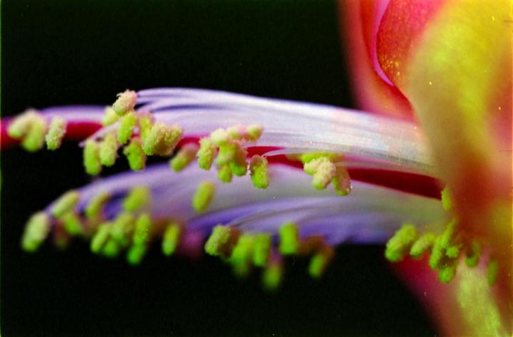 Pollen on a christmas cactus bud. Expired Kodak Hi Def, Tokina 100mm F2.8 and some extension tubes.