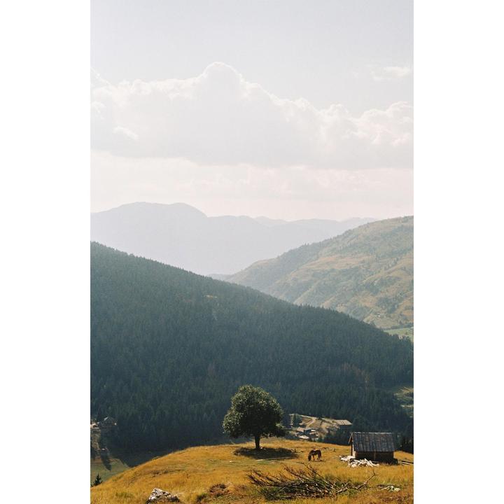 Lone tree in the mountains of eastern Montenegro