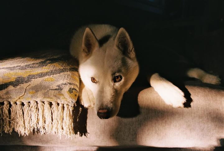 Carl in morning light [Nikon FE, 28mm F2.8, Portra 400]