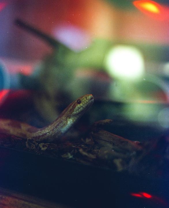 Battle Worm / Mamiya RB67, 90mm f3.8, Cinestill 800T