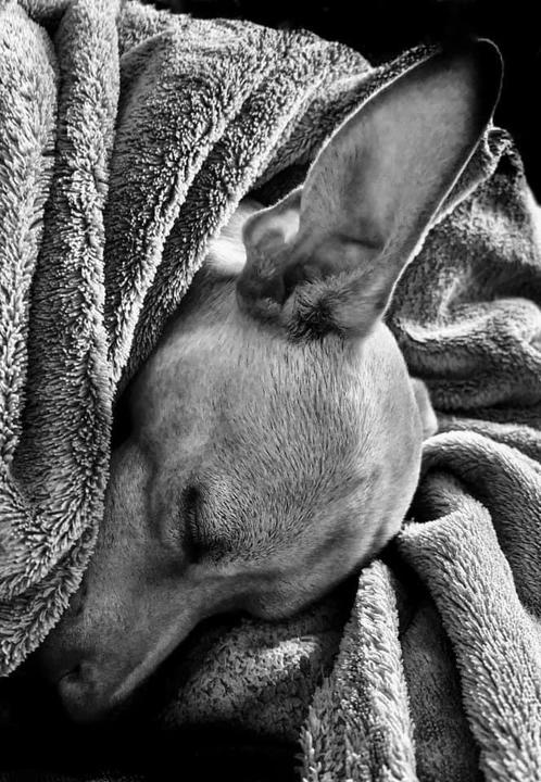 A small dog is sleeping soundly wrapped in a soft blanket.