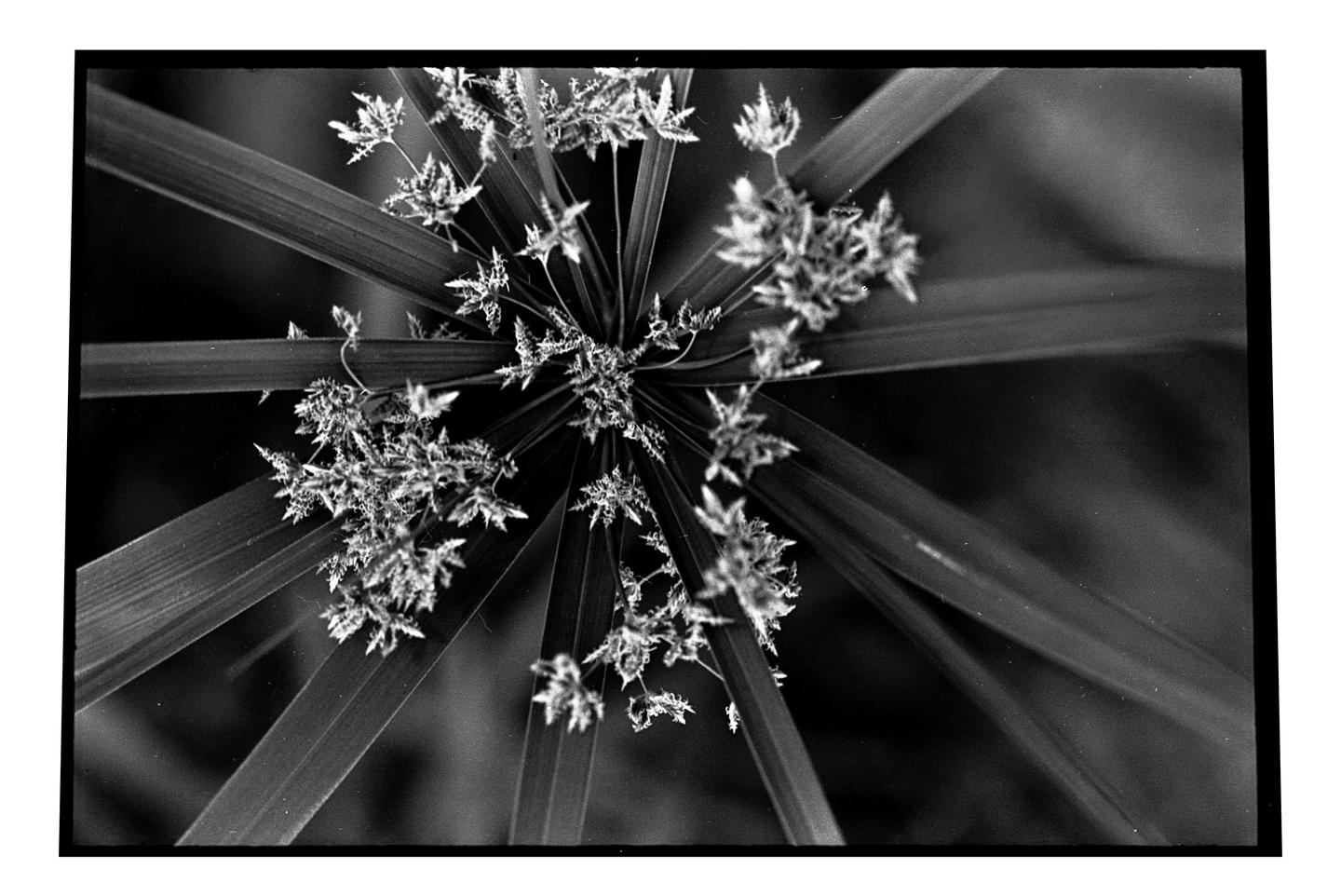 image 36271 by humble_wobbler