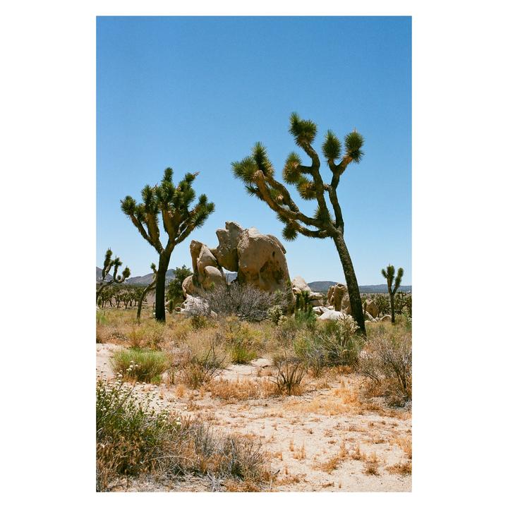 Joshua Tree | Minolta x700 | Fuji Superia 400 | HP5