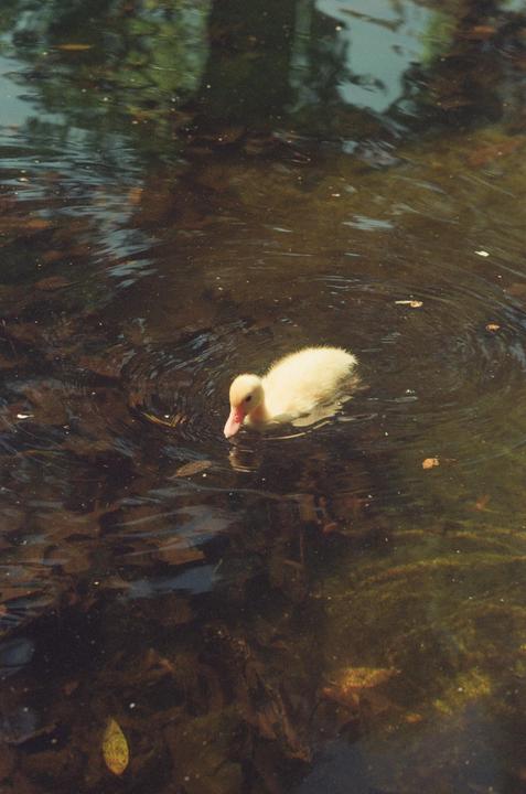 Some more pictures from my recent trip to Sevilla - Shot on expired Superia Xtra 400 and Kodak Gold 200