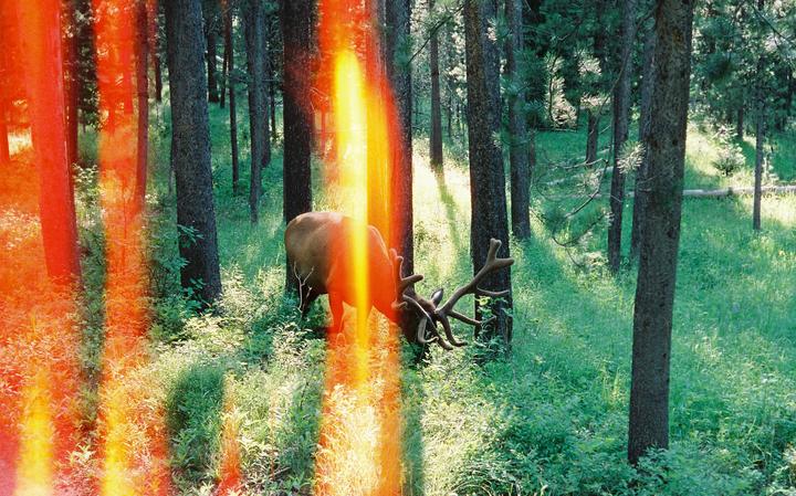 Elk with bonus light leaks (Leica m5, Sonnar 50mm 1.5, Cinestill 800t)