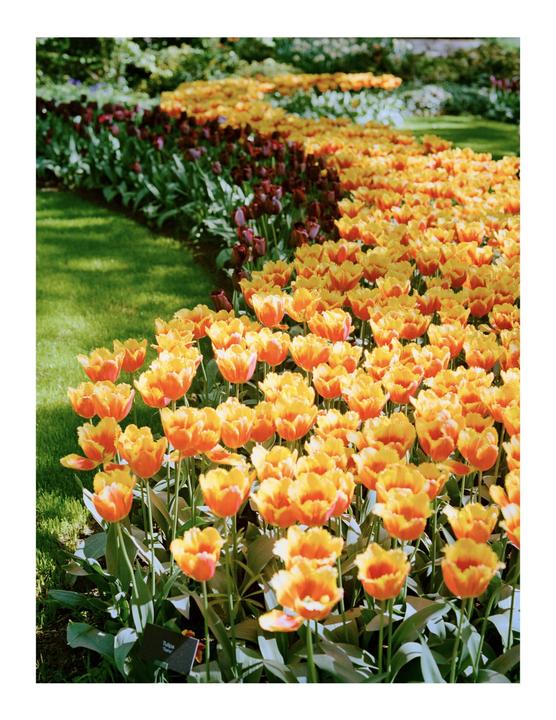 Amsterdam Tulip Festival. Mamiya 645, Sekor 80mm 2.8, Portra 400