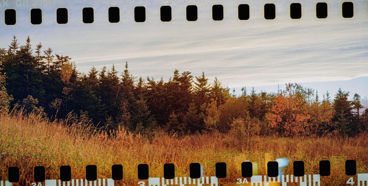 A field of tall, dry grass sits in front of a forest with a cloudy sky above.