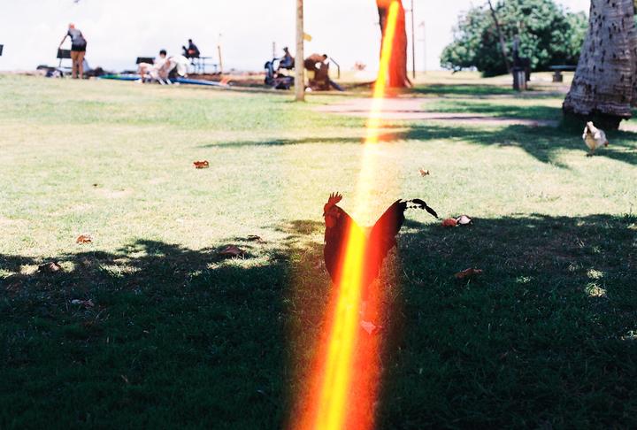 This light leak makes it look like the chicken is being lasered [Nikon FE 50mm 1.4 Fuji200]