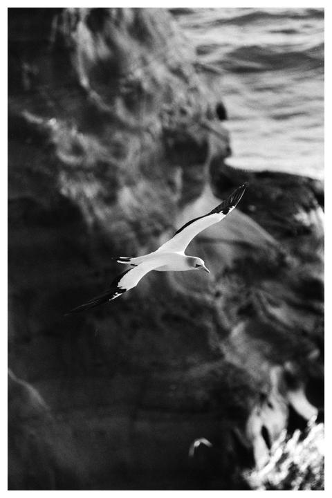 Gannet [Nikon N80 / 80-200mm / FP4+]