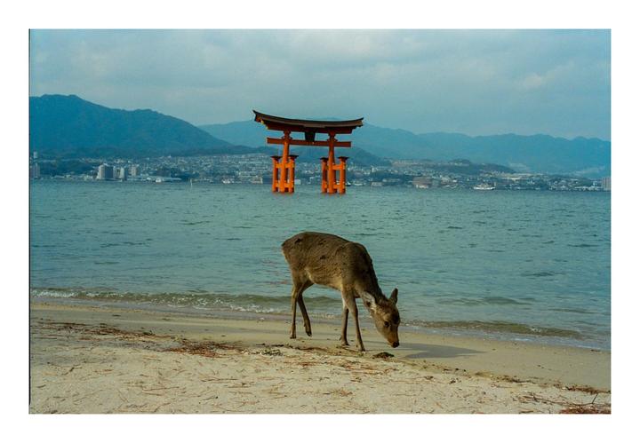 Itsukushima 厳島 | Leica M4-P, Summilux 50/1.4 ASPH, Portra 800