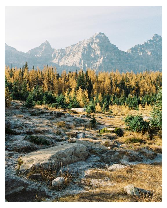 A rocky, frosty landscape with a forest of green and yellow trees is overlooked by a mountain range.